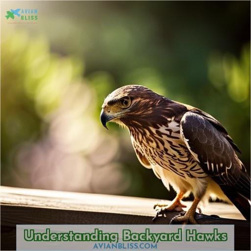 Understanding Backyard Hawks