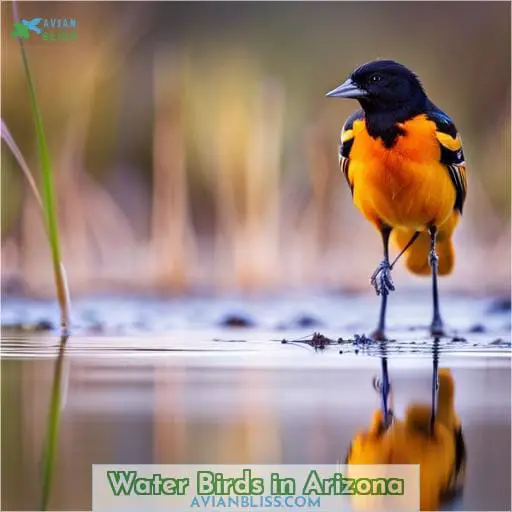 Water Birds in Arizona