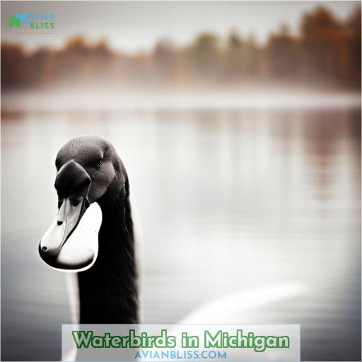Waterbirds in Michigan