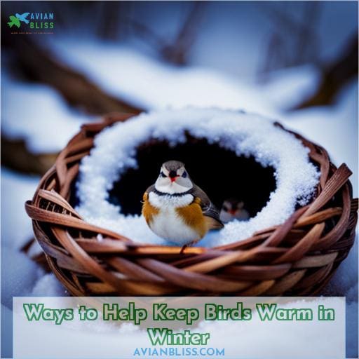 Ways to Help Keep Birds Warm in Winter