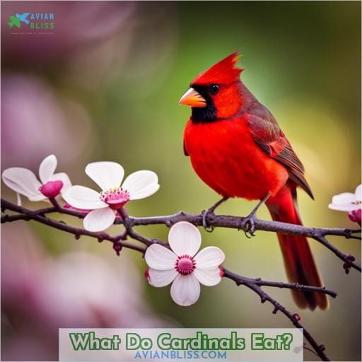 What Do Cardinals Eat