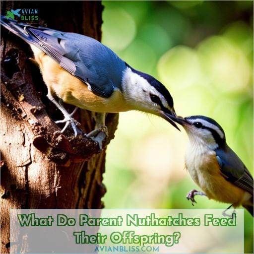 What Do Parent Nuthatches Feed Their Offspring
