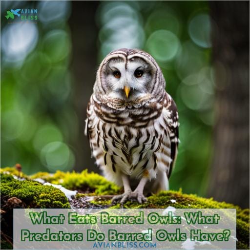 What Eats Barred Owls: What Predators Do Barred Owls Have