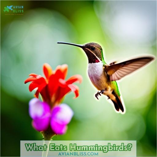 What Eats Hummingbirds