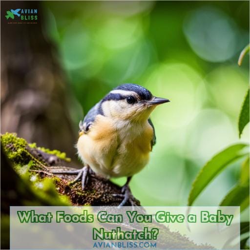 What Foods Can You Give a Baby Nuthatch