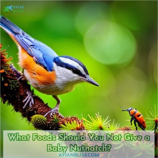 What Foods Should You Not Give a Baby Nuthatch