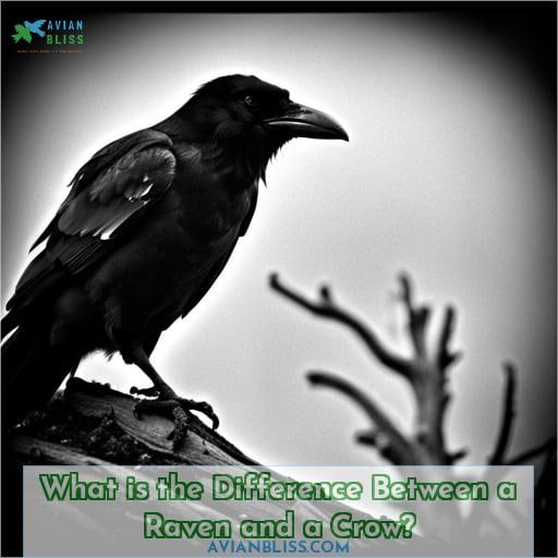 What is the Difference Between a Raven and a Crow
