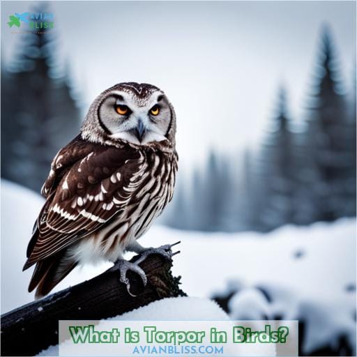 What is Torpor in Birds