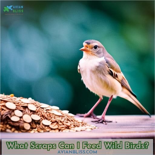 What Scraps Can I Feed Wild Birds