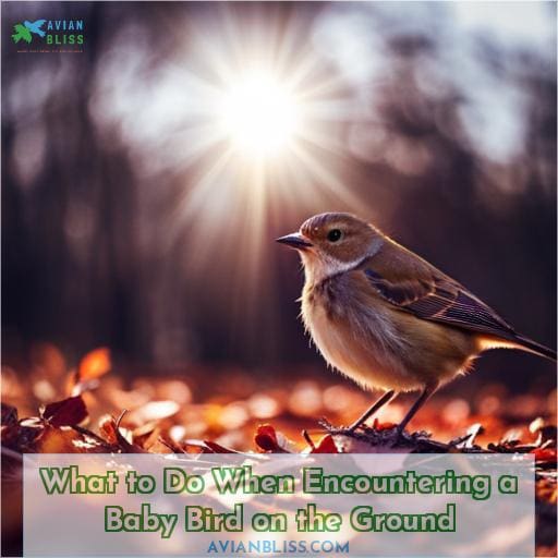 What to Do When Encountering a Baby Bird on the Ground