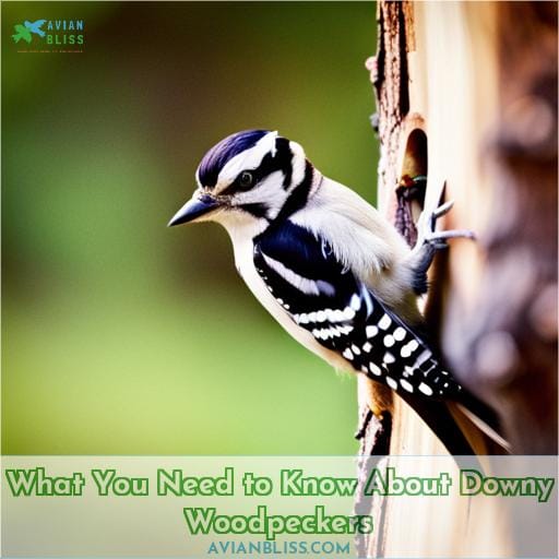 What You Need to Know About Downy Woodpeckers