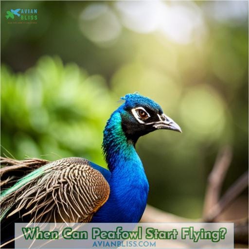 When Can Peafowl Start Flying