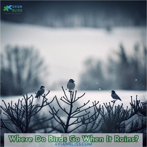 Where Do Birds Go When It Rains