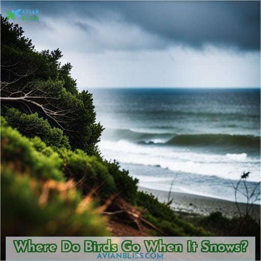 Where Do Birds Go When It Snows