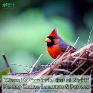 where do cardinals nest at night