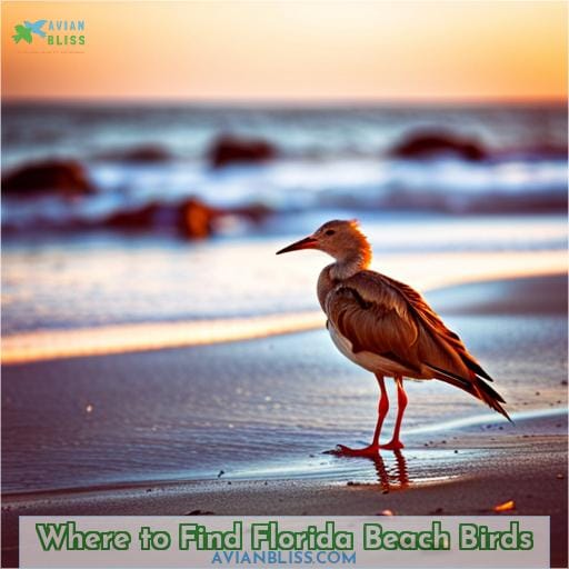Where to Find Florida Beach Birds
