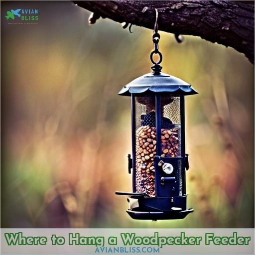 Where to Hang a Woodpecker Feeder