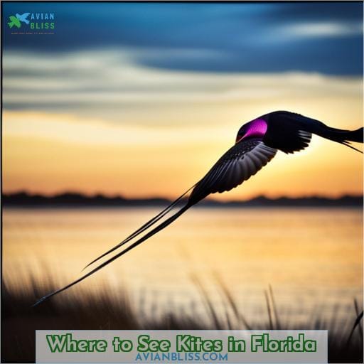 Where to See Kites in Florida