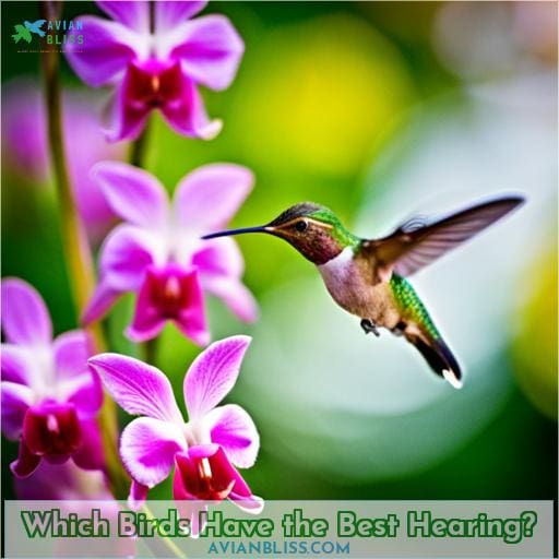 Which Birds Have the Best Hearing