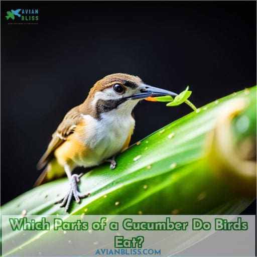 Which Parts of a Cucumber Do Birds Eat