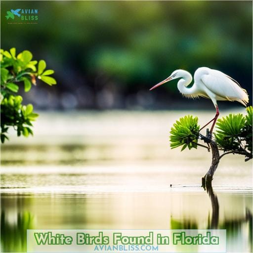 White Birds Found in Florida