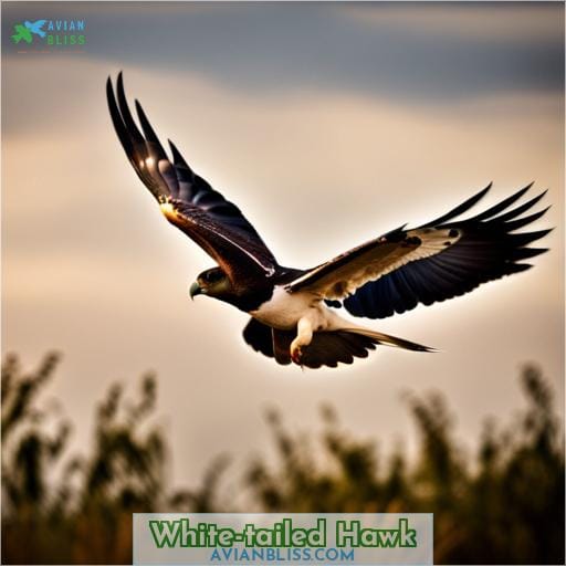 White-tailed Hawk