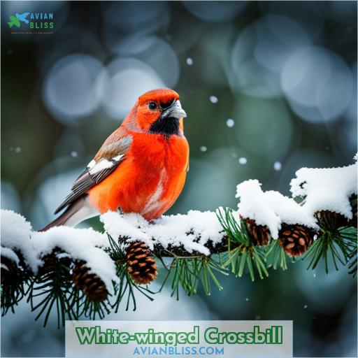 White-winged Crossbill