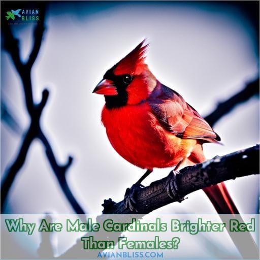 Why Are Male Cardinals Brighter Red Than Females