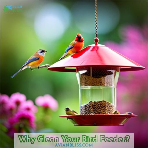 Why Clean Your Bird Feeder