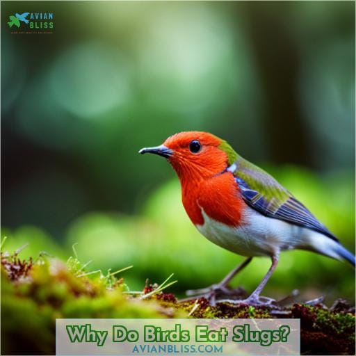 Why Do Birds Eat Slugs