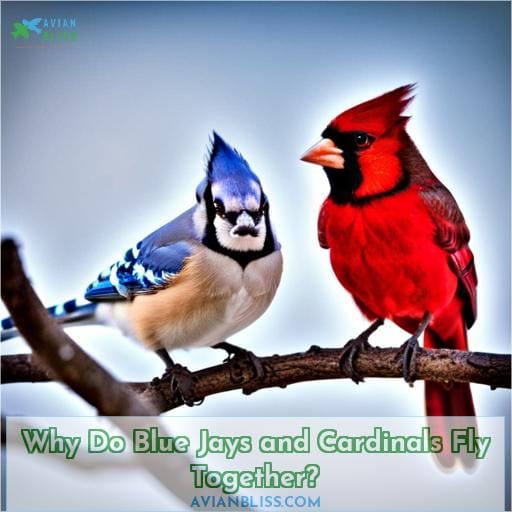 Why Do Blue Jays and Cardinals Fly Together
