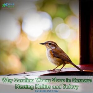 why do carolina wrens sleep in corners