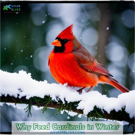 Why Feed Cardinals in Winter