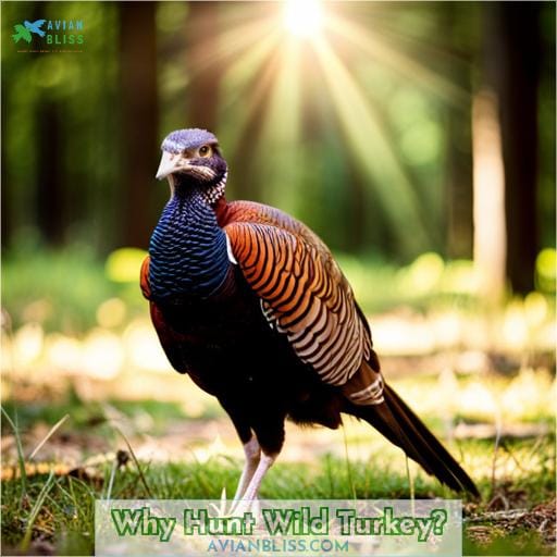 Why Hunt Wild Turkey
