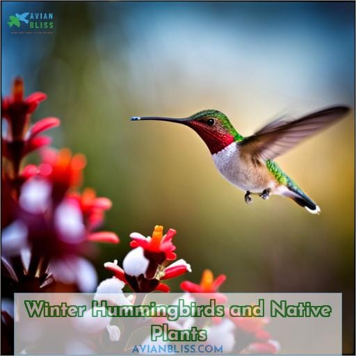 Winter Hummingbirds and Native Plants