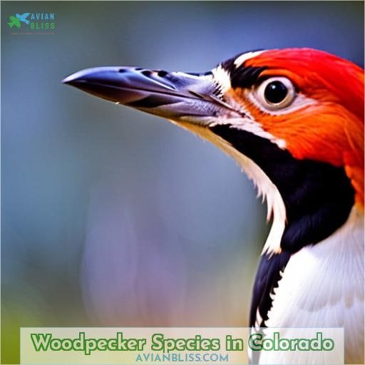 Woodpecker Species in Colorado