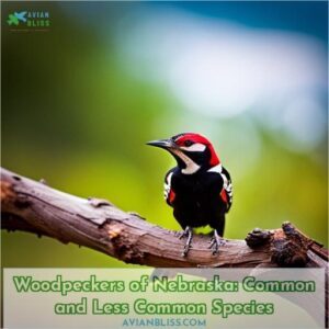 woodpeckers of nebraska