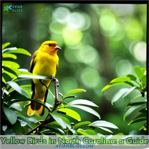 Yellow Birds in North Carolina: A Guide