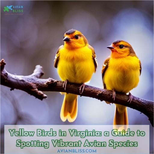 yellow birds in virginia