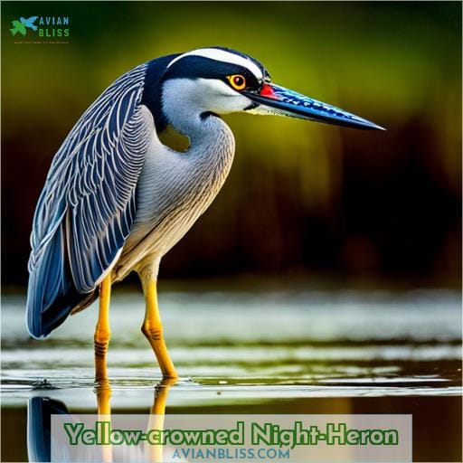 Yellow-Crowned Night Heron