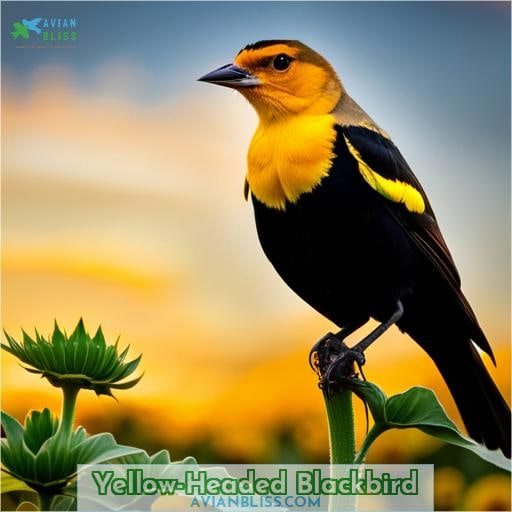 Yellow-Headed Blackbird