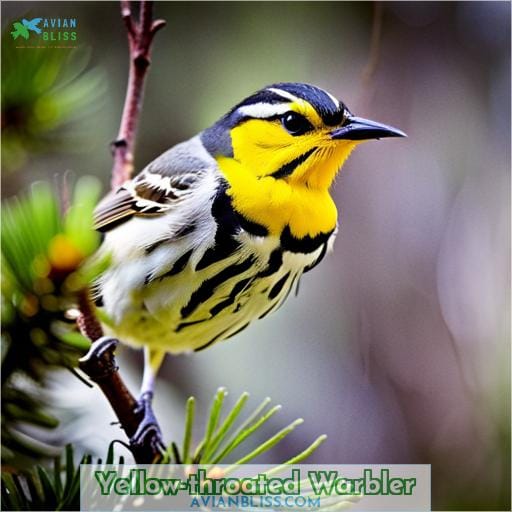 Yellow-throated Warbler