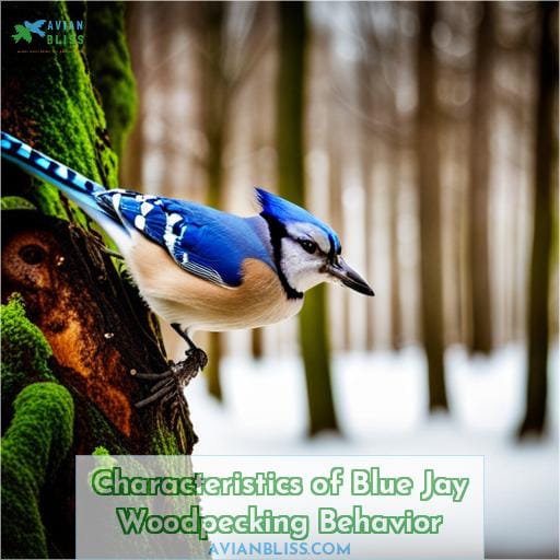 Characteristics of Blue Jay Woodpecking Behavior