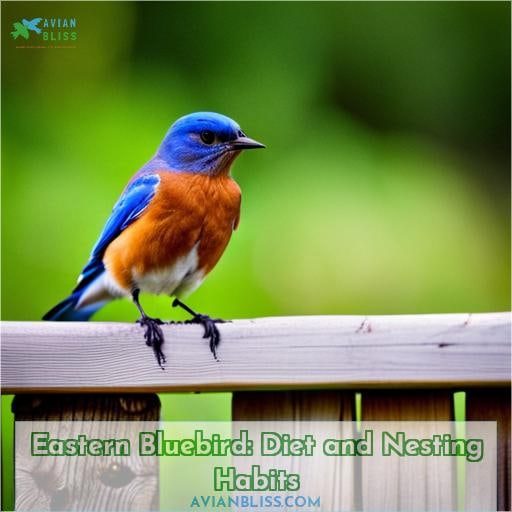 Eastern Bluebird: Diet and Nesting Habits