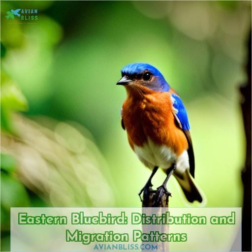 Eastern Bluebird: Distribution and Migration Patterns