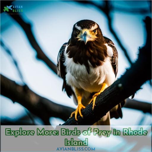 Explore More: Birds of Prey in Rhode Island
