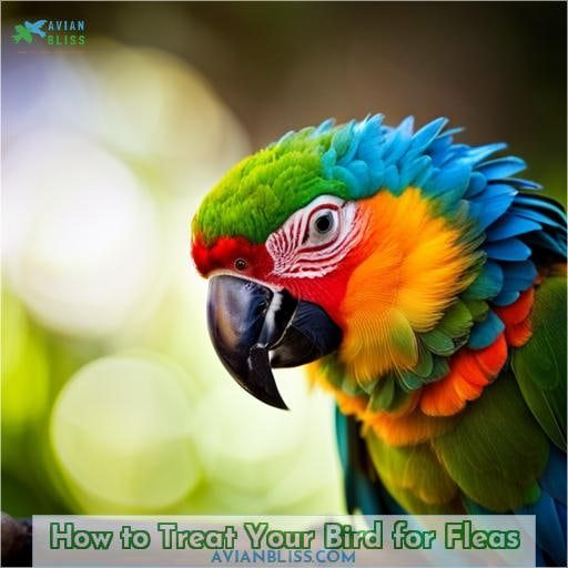 How to Treat Your Bird for Fleas