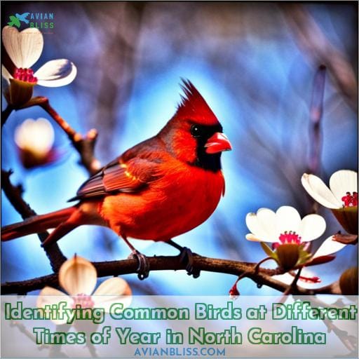 Identifying Common Birds at Different Times of Year in North Carolina
