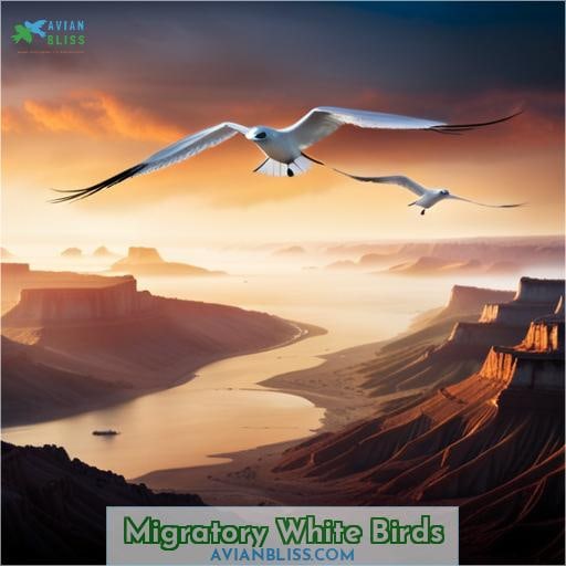 Migratory White Birds