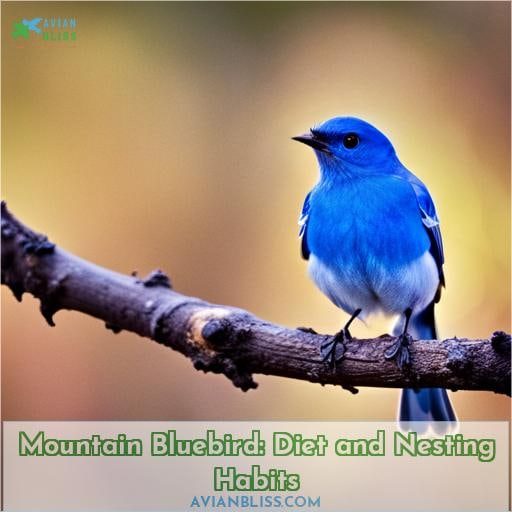 Mountain Bluebird: Diet and Nesting Habits